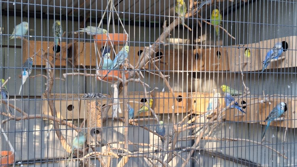 Papugi faliste młode