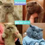 Коты женихи приглашают на свидания кошечек