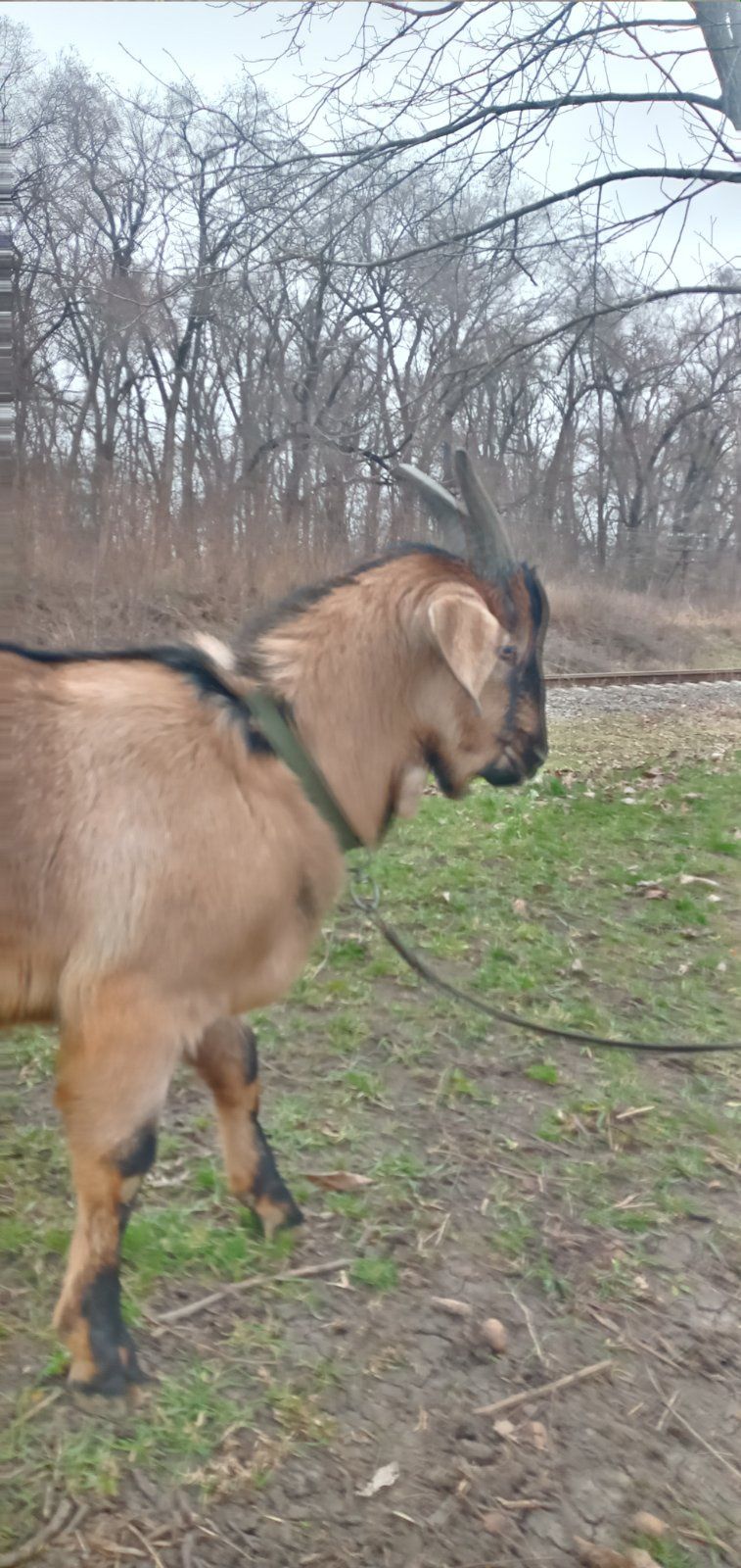 Продається чудовий цапок