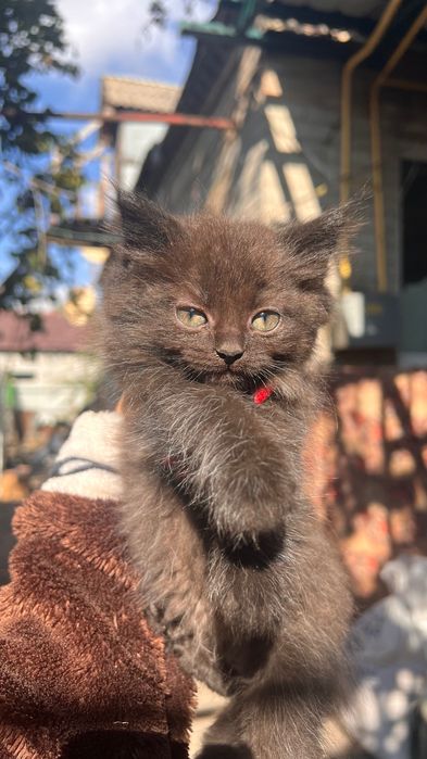 Віддам пʼять кошенят