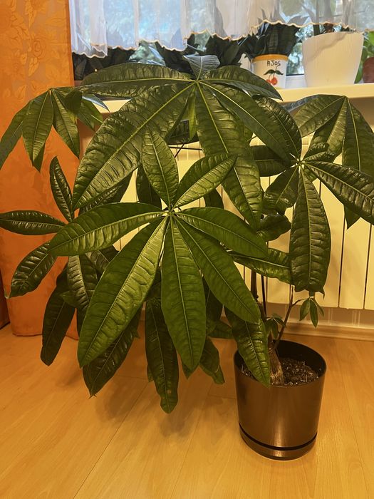 Pachira wodna ok 100 cm