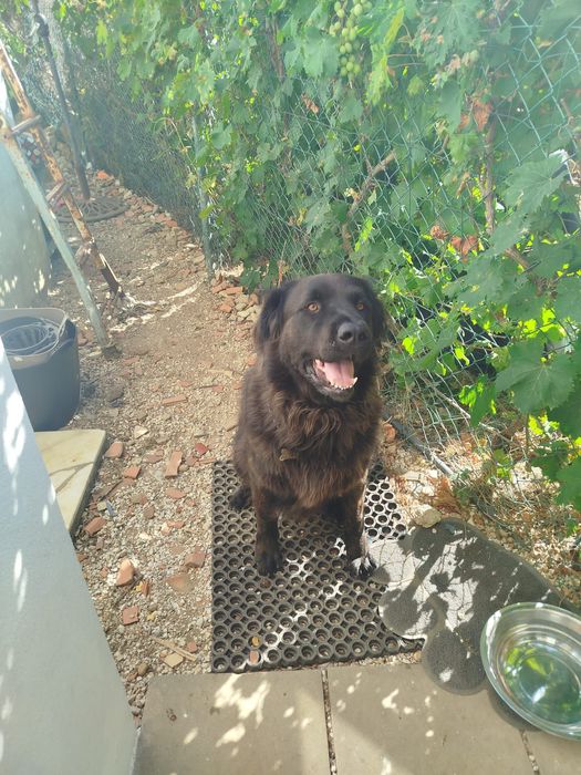 Serra da Estrela jovem