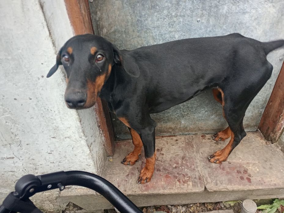 Добермана дівчинку