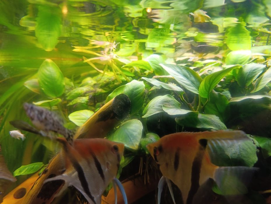 Anubias do akwarium
