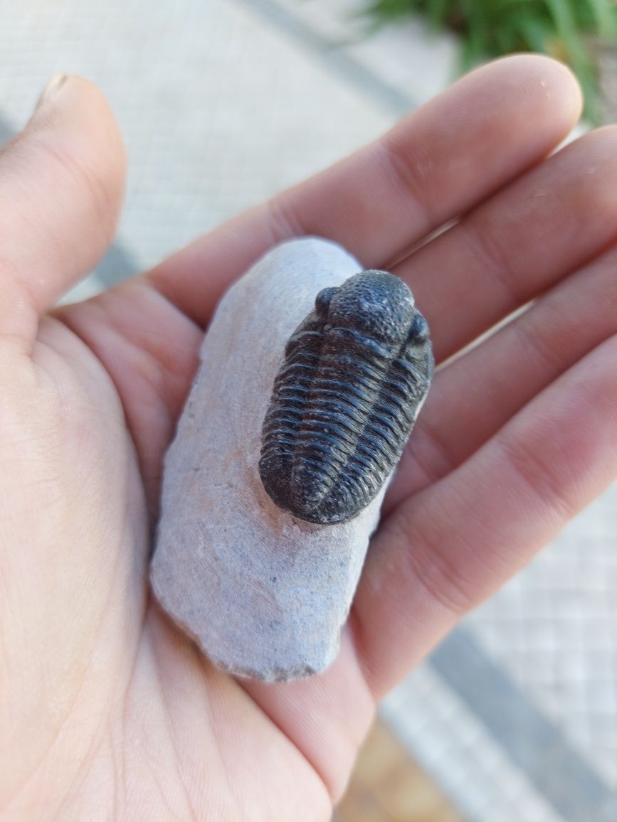 Fóssil trilobite Devónico
