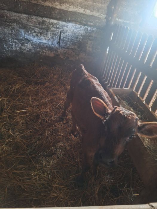 Sprzedam cielaki żeruny