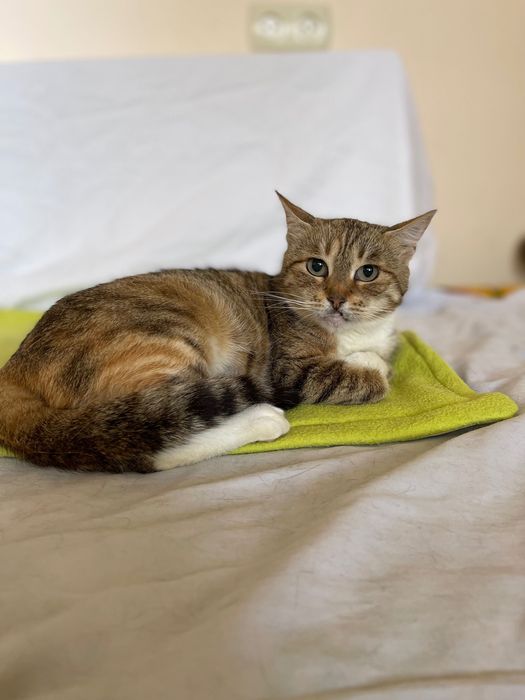 Котики, коти кішка стерилізована