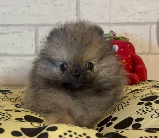 Szpic miniaturowy pomeranian