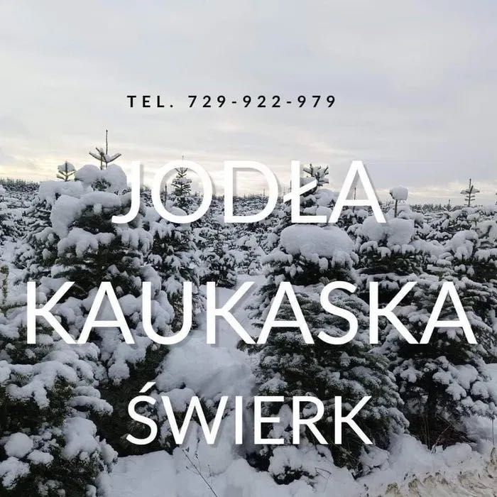 GALEZIE NOBILIS,Nordman  PRODUCENT- Jodła kaukaska CHOINKi- plantacja