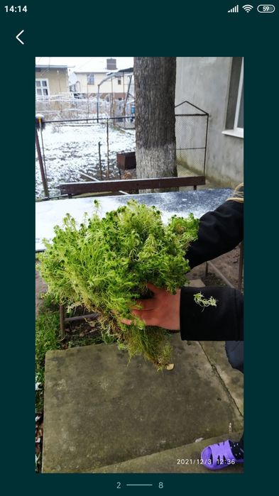 Мох сфагнум зелений свіжий свежий живой для орхидей улиток равликів