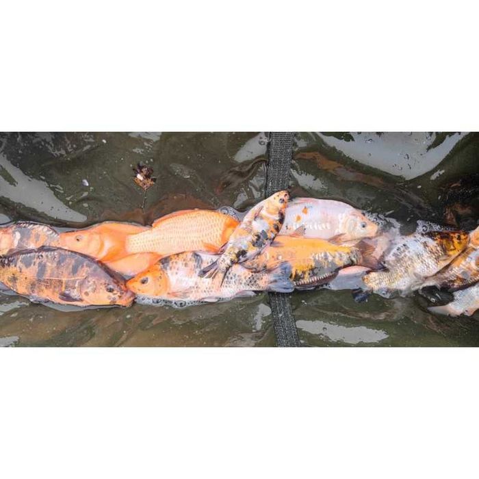 Karp koi 10-20 CM