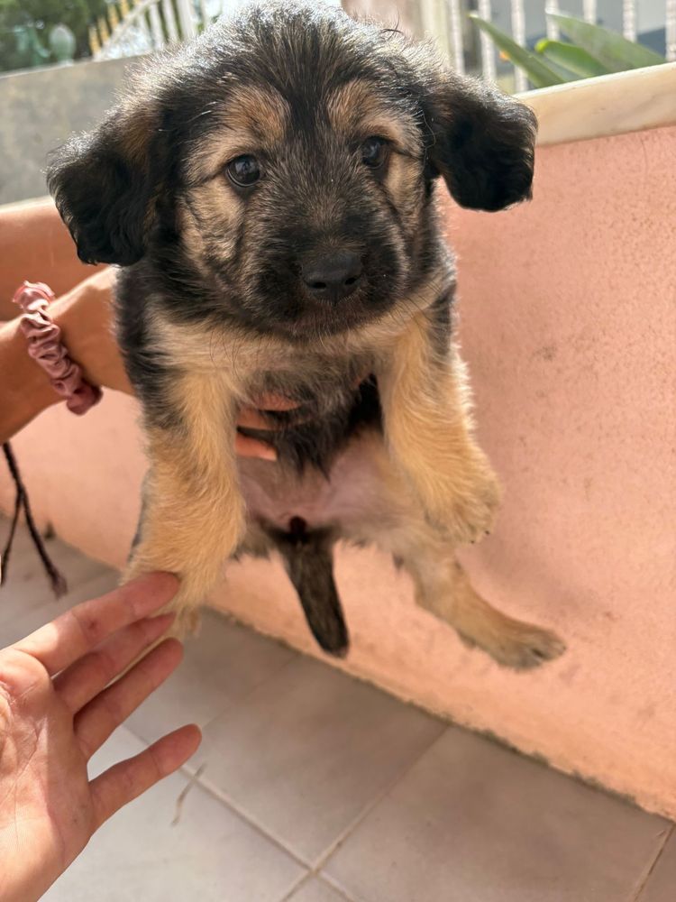 Cães filhotes para adoção