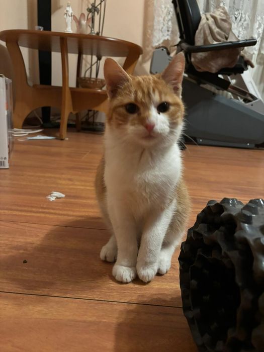 Oddam w dobre ręce kotki