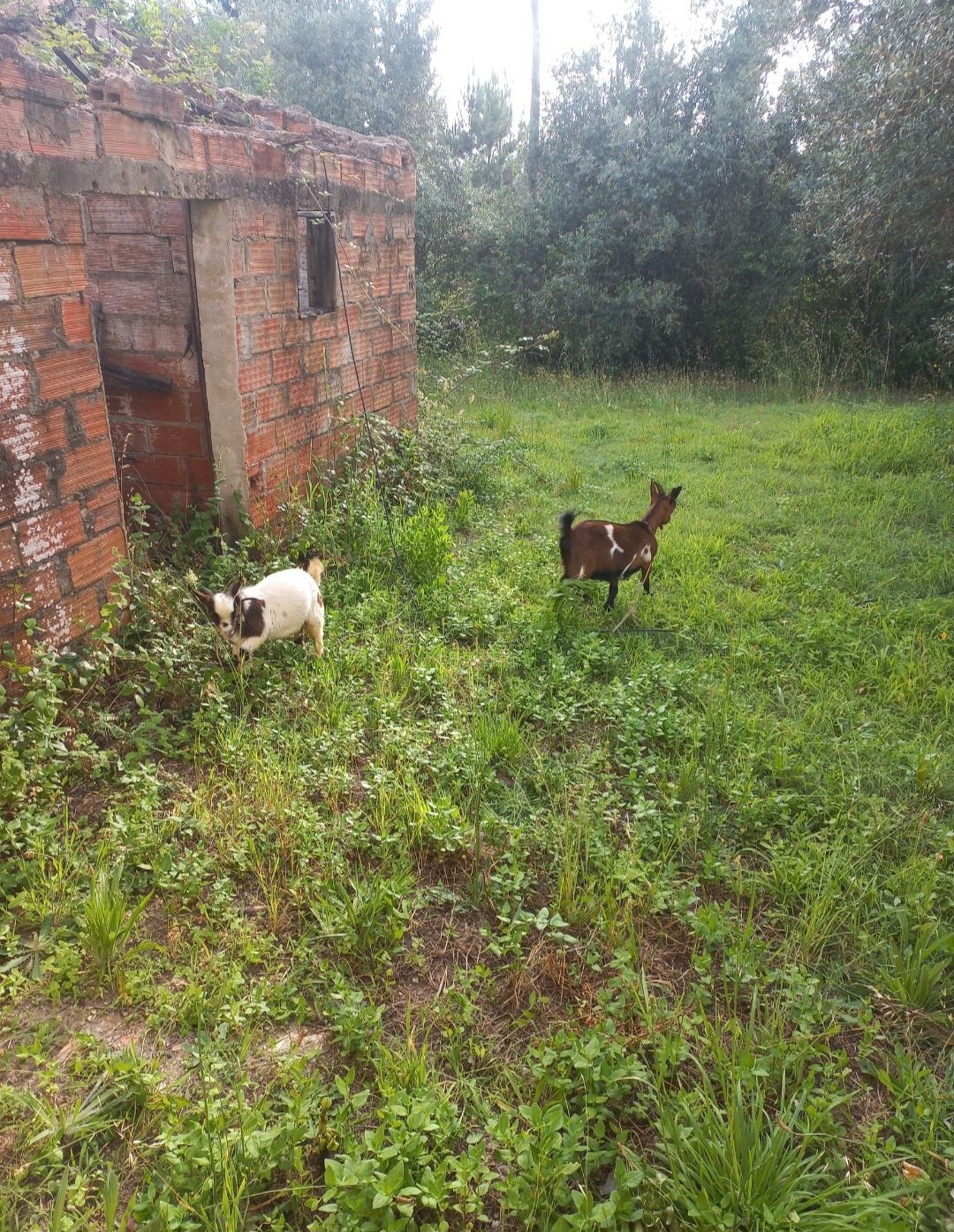 Casal cabras Añãs