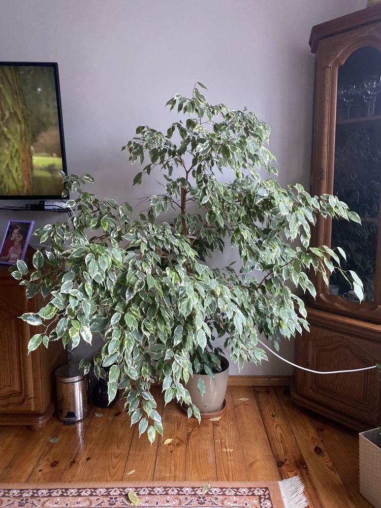 Fikus Benjamina Duży