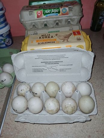 Jajka lęgowe kacze - francuskie
