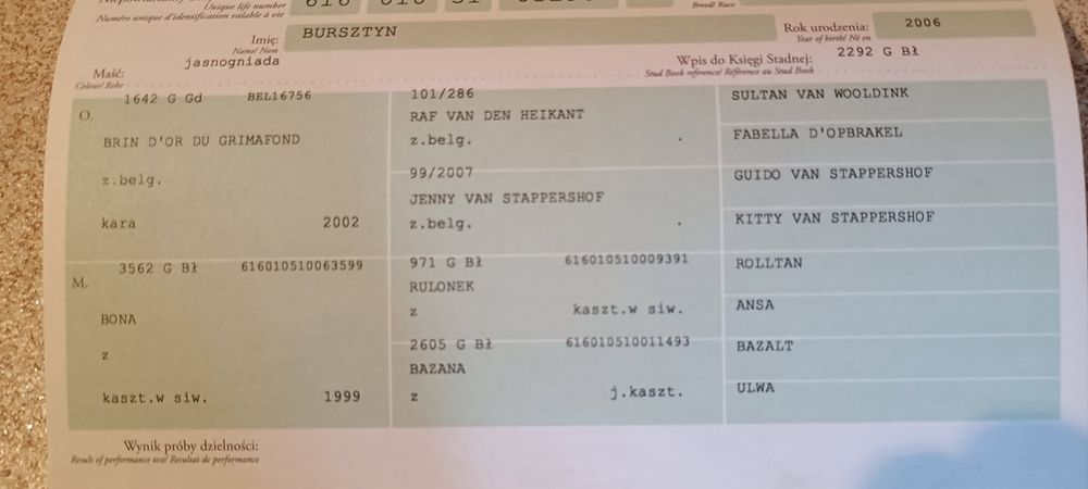Sprzedam   klacz zimnokrwistą