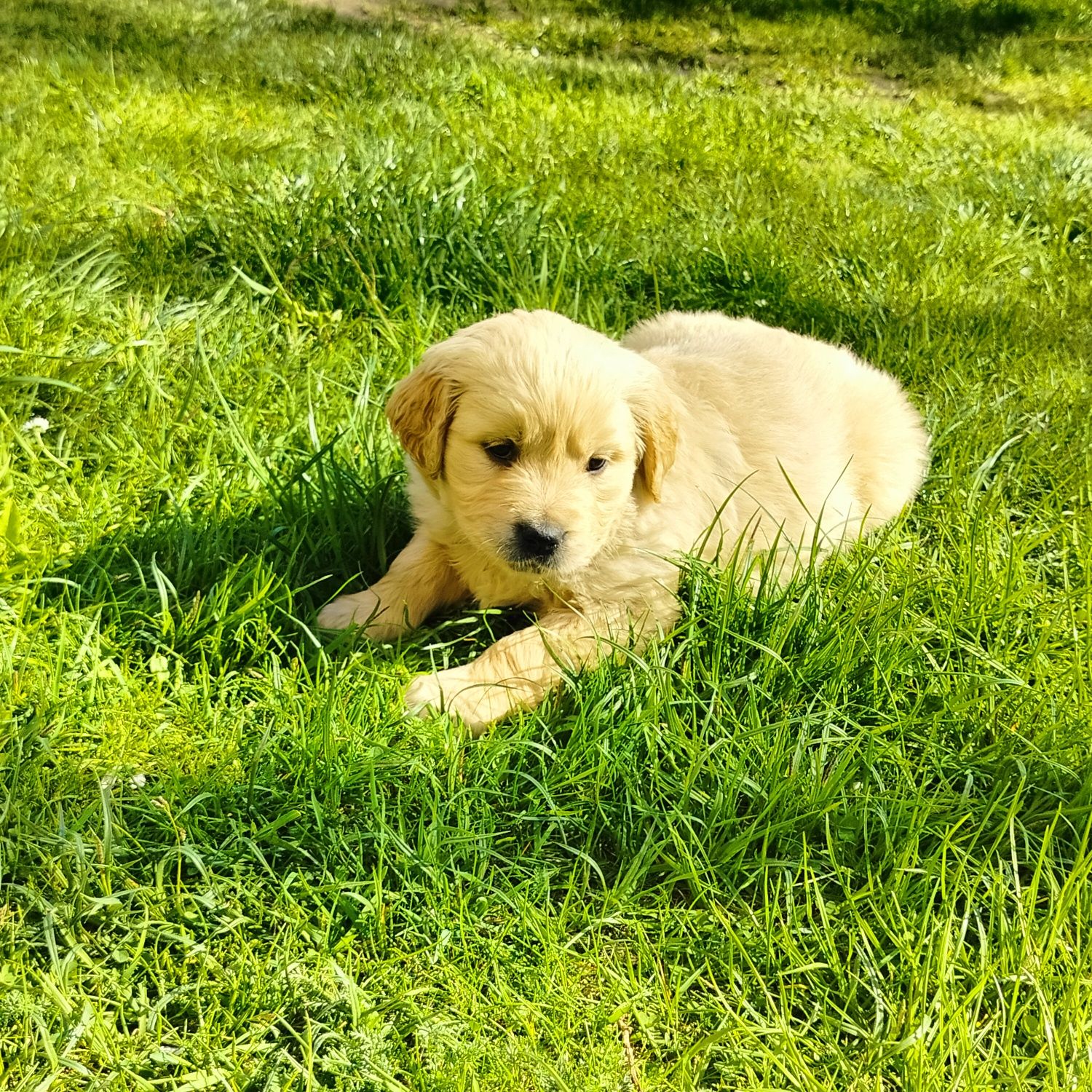 Golden Retriever