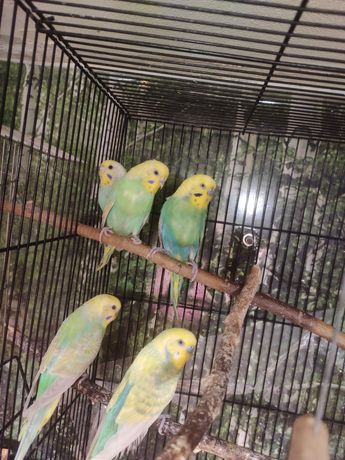 Продам радужных волнистых попугаев