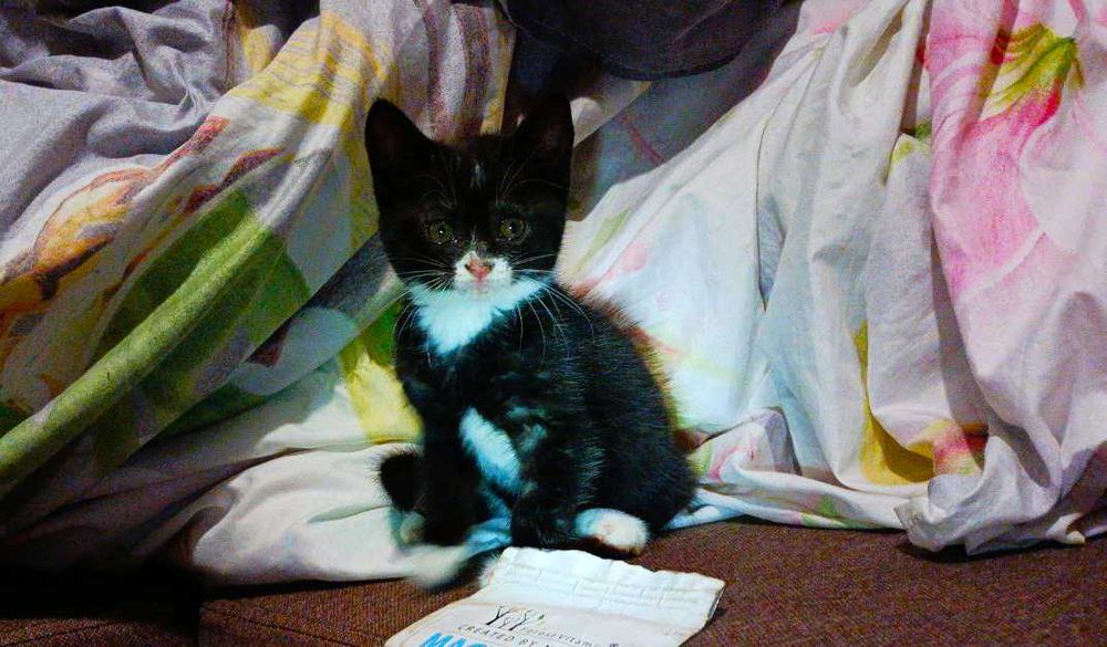 Котик Чорного Кольору З Білими Лапками