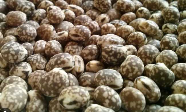 Łubin niebieski wąskolistny REGENT