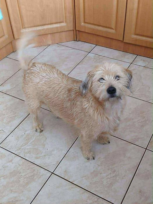 Śliczy piesek szuka domu!