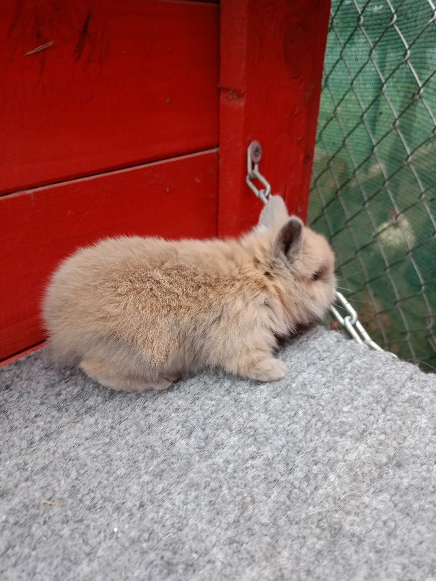 Witam na sprzedaż króliczki miniaturki młode bardzo ładne