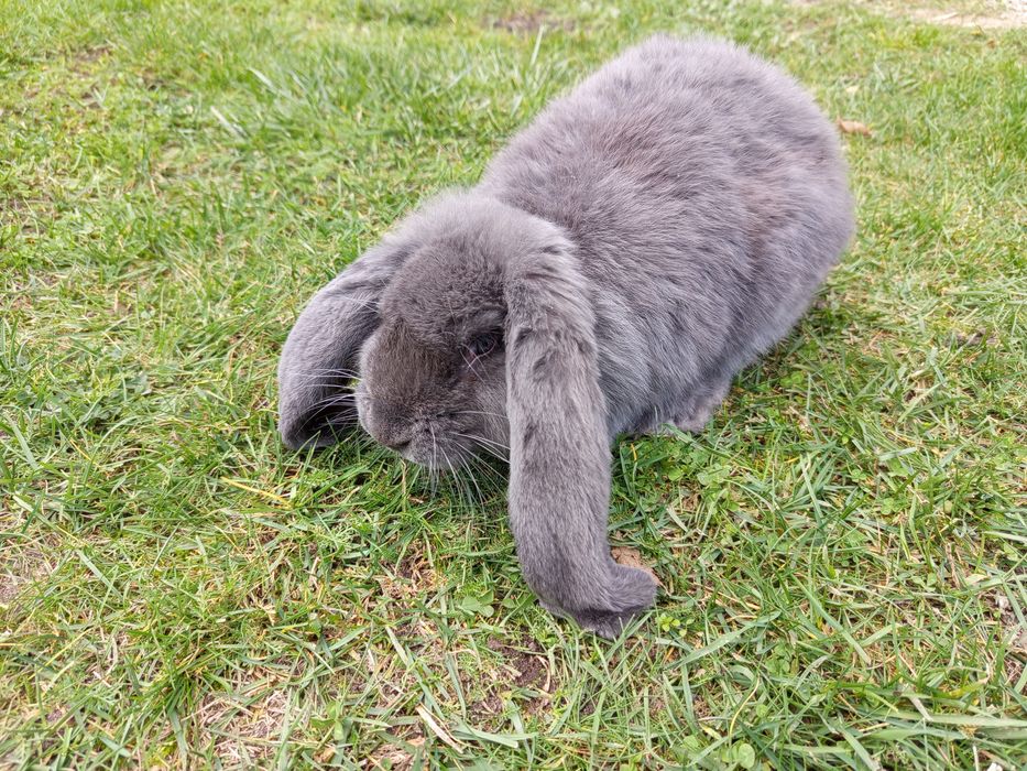 2 króliczki rasy baran francuski niebieski FBN samczyki (nie belgijski