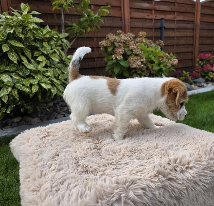 Jack Russell Terrier FCI ZKwP