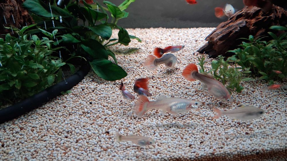 guppys machos e femeas para venda