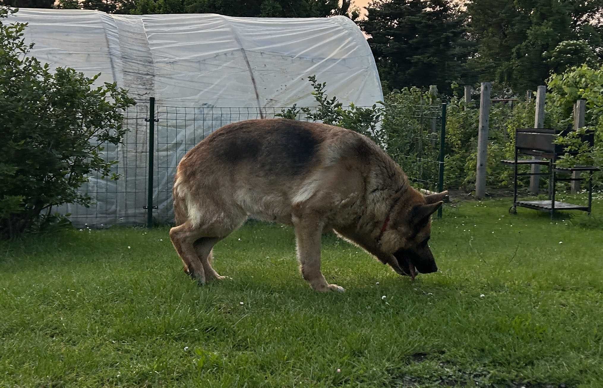 Oddam za darmo - owczarek niemiecki krótkowłosy