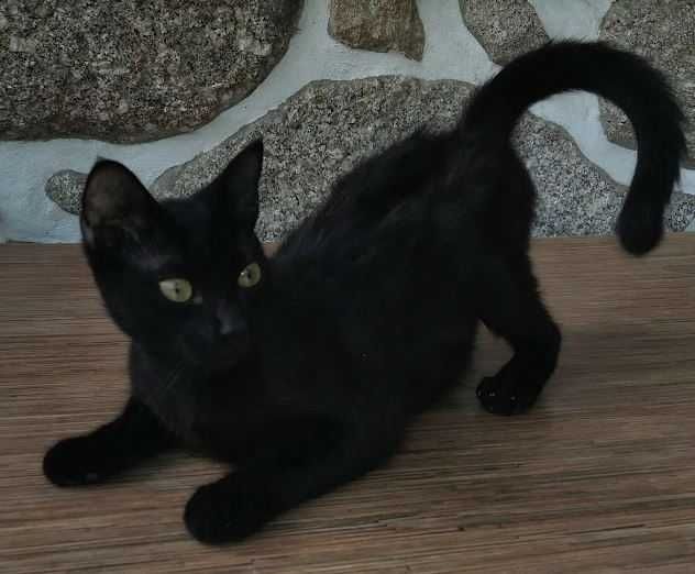 Dou gatinha esterilizada preta com 1 ano.