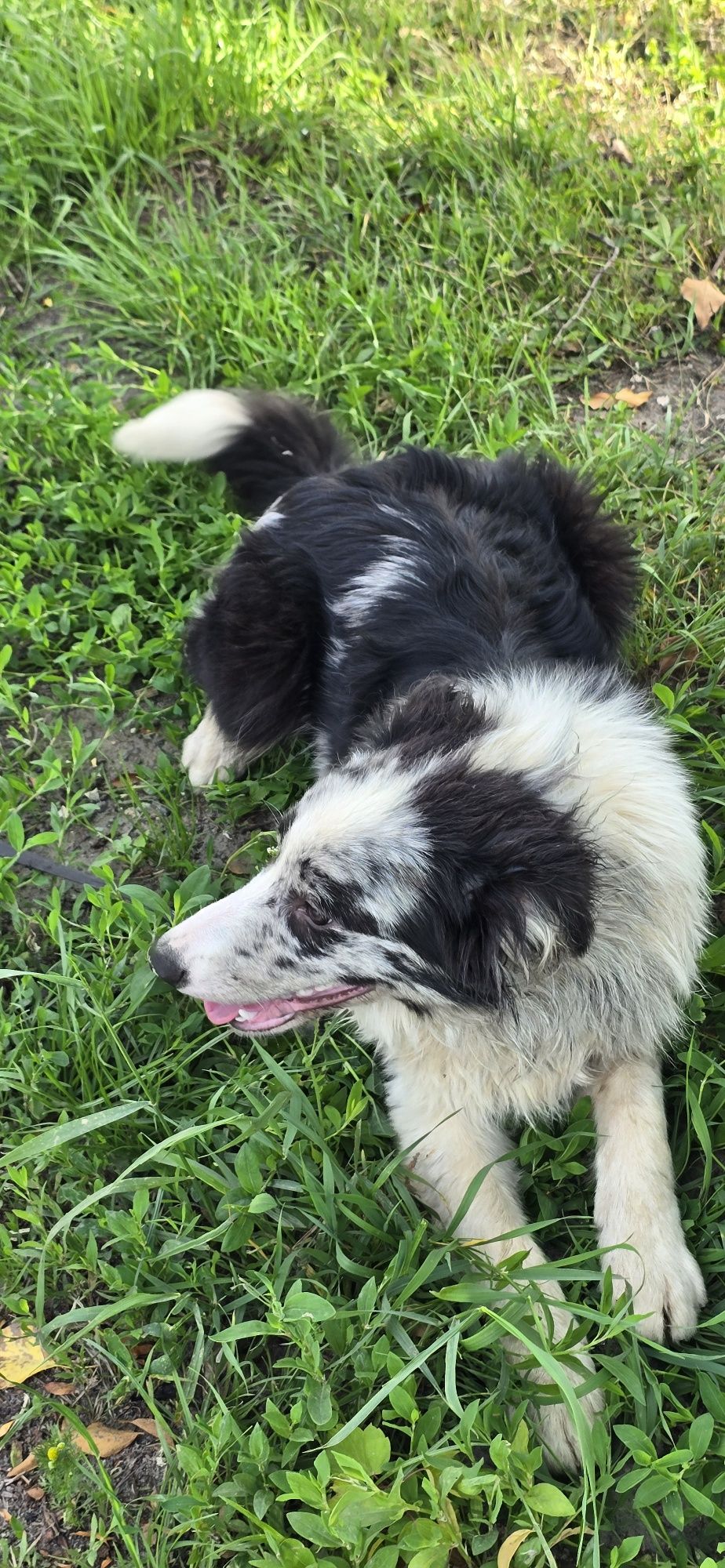 Border Collie pis