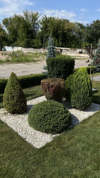 Декоративна стрижка та обрізка зелені, хвойних дерев та кущів, та ін