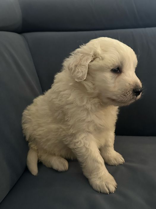 Owczarek Podhalański Rodowód, Metryka, Chip