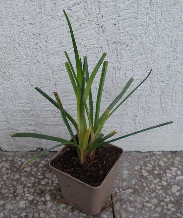 TRYTOMA GRONIASTA Kniphofia - sadzonki w doniczkach