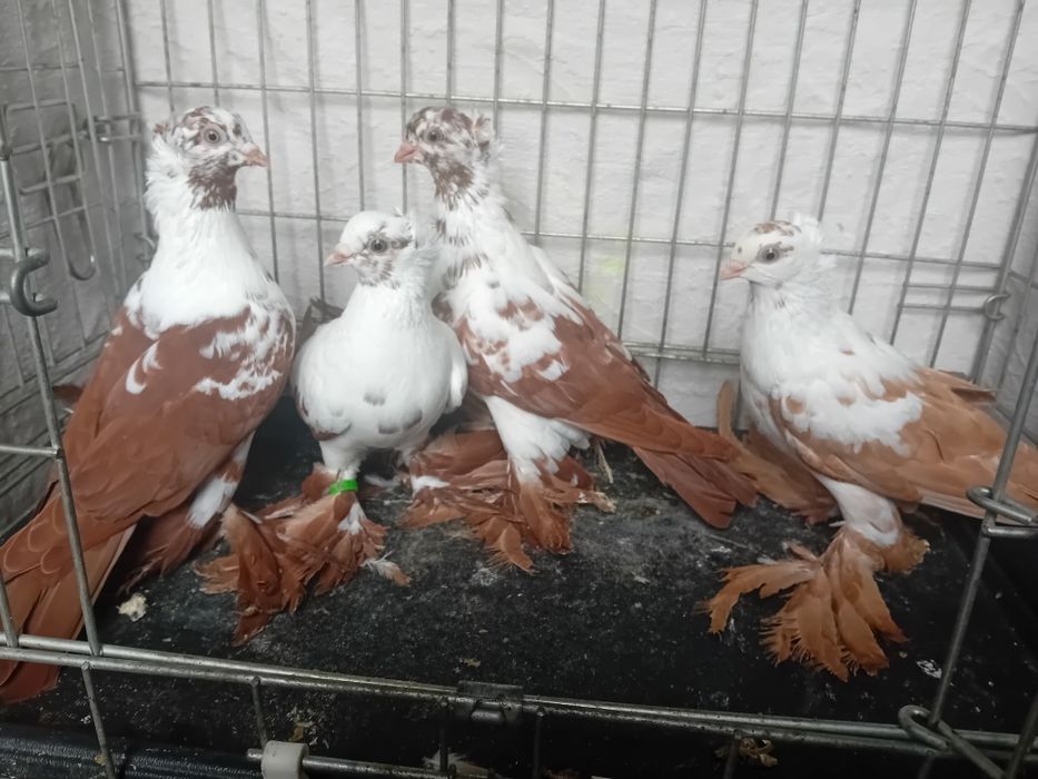 Widyny koroniate 2025, wiedyny