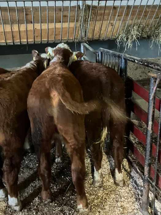 W sprzedaży byczki cielaki byki bydło