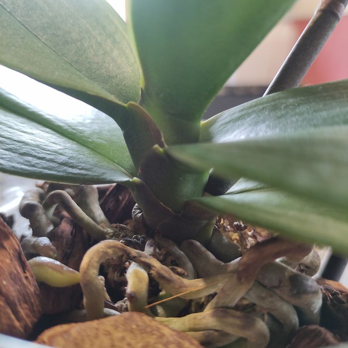 Орхідея Чері бомб метелик