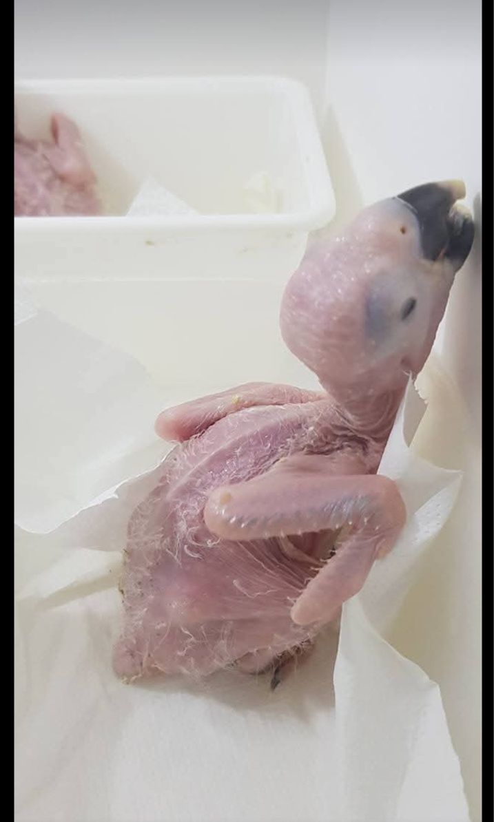 Arara Araunas fêmeas e  e bebés.