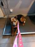 Do Adopcji Scooby cudowny pies