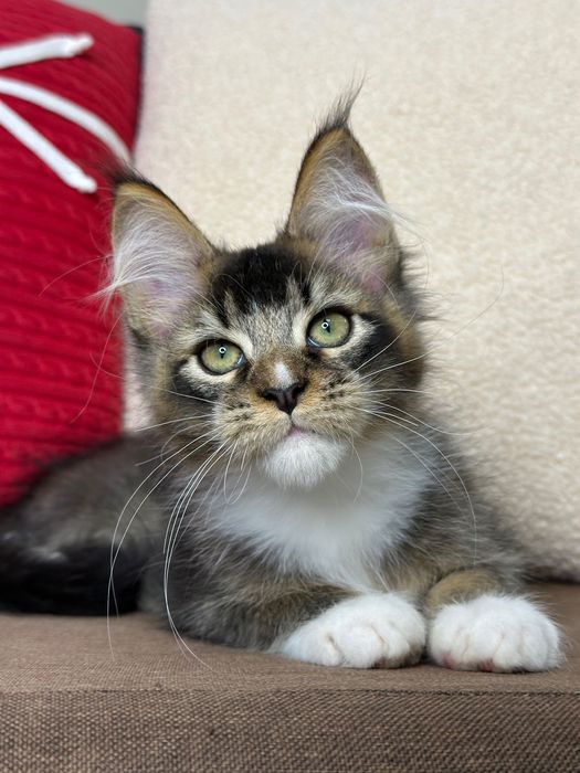 Ares-Kocurek Maine Coon