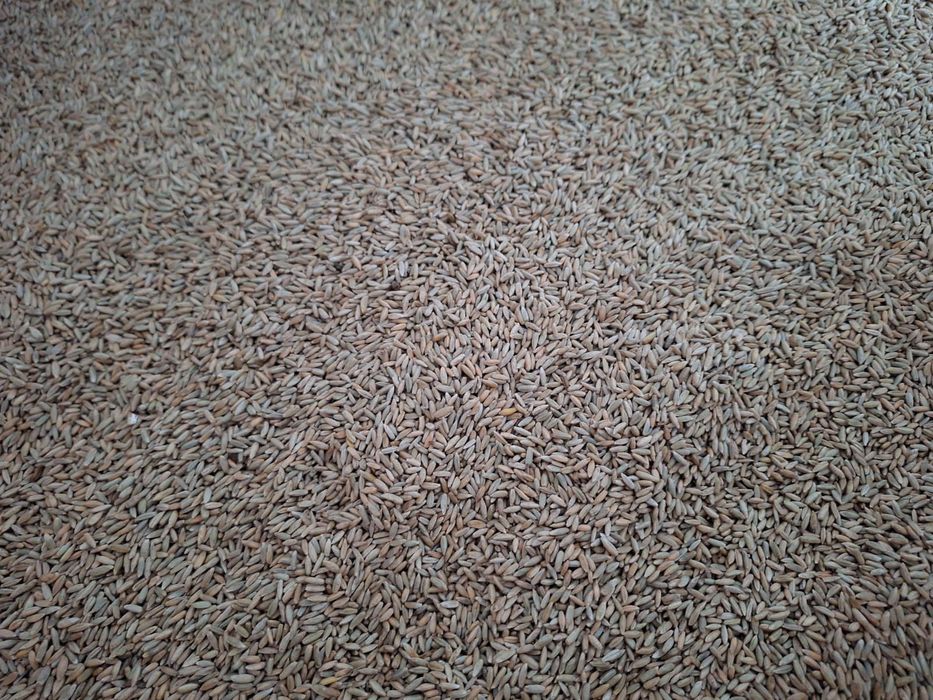 Żyto  oczyszczone  Fobos