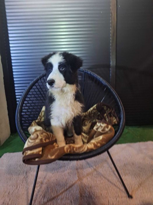 Border collie szczeniak przepiękna suczka szuka domu