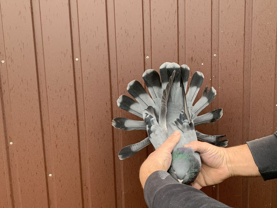 Orlik, orliki lubelskie siwe