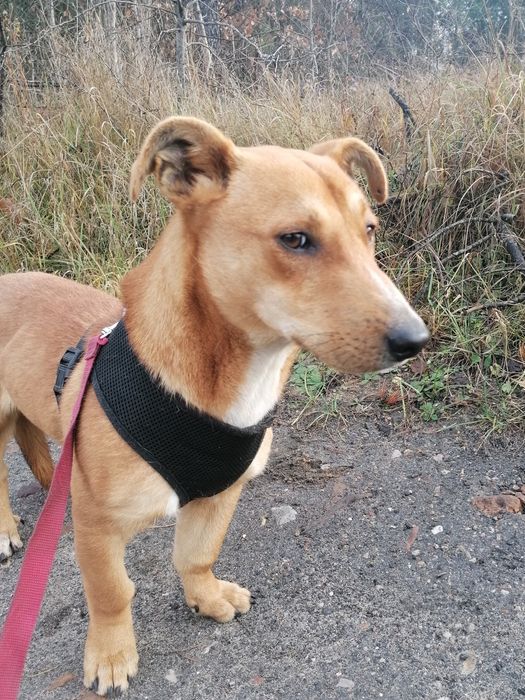 TOFIK mały młody przyjazny pies szuka domu