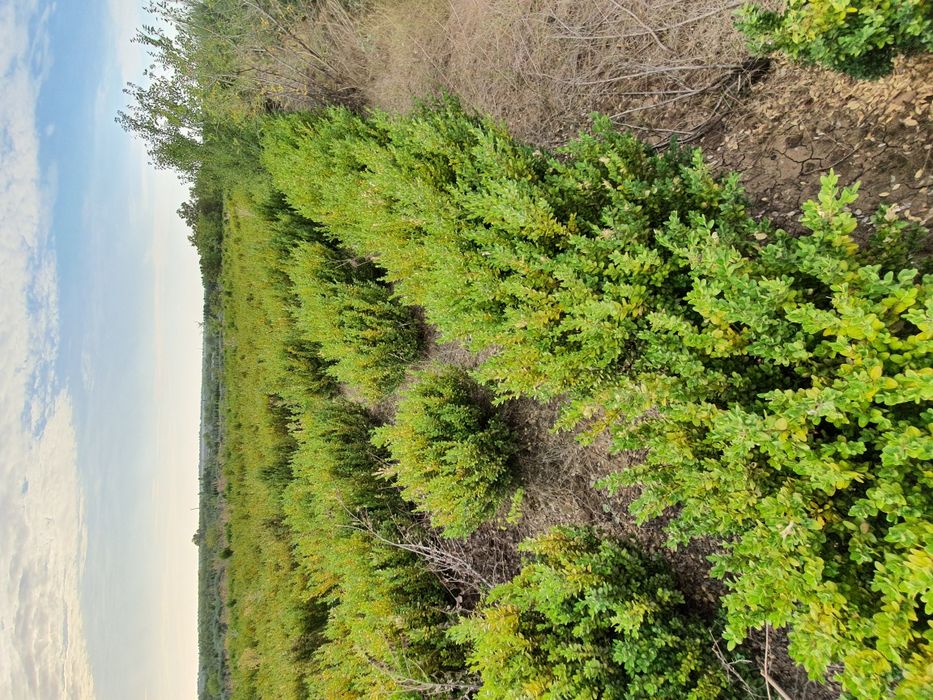 Самшит буксус