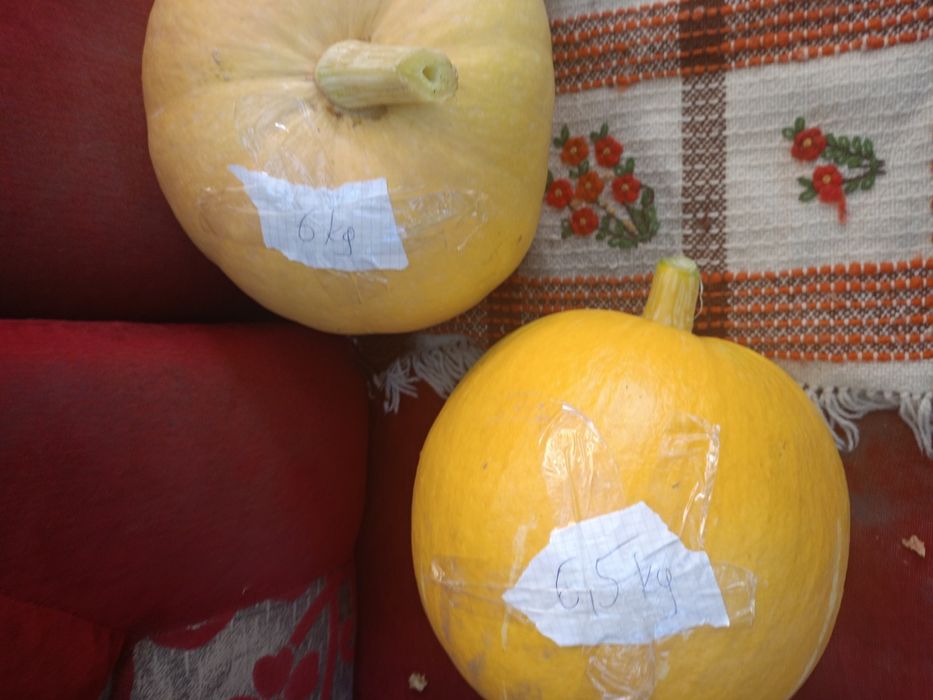 Dynie ekologiczne duże bio