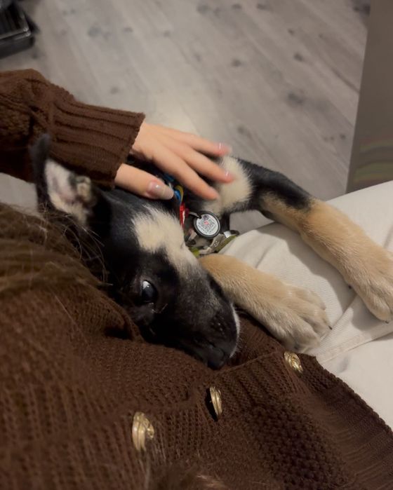 ШУКАЄ РОДИНУ Це Юкі, їй 4 місяці,вона оброблена та вакцинована