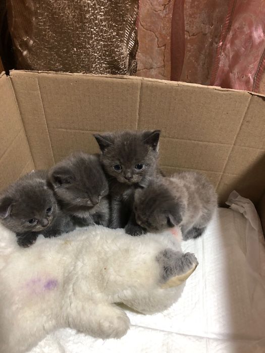 Кошенята Британці